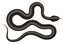 Black Snake Vector Illustration. Isolated Serpent On White Background.