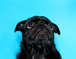 Cute black pug on a blue background