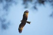 Black Kite, Spread Wings Flying In The Blue Sky Above The Pine Trees Top Branches