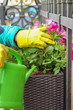 © sharafmaksumov - Human hands watering flowers on street outdoors.