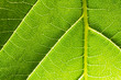 Podświetlony zielony liść, fotografia makro.
