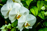 Fototapeta Storczyk - Kwiaty białego storczyka.