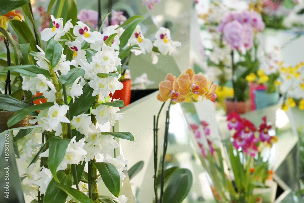 Beautiful blooming flowers on blurred background