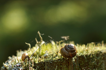 Wall Mural - Two snails sleep in the forest on moss in the summer in the early morning