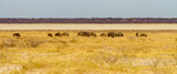 Fototapeta Sawanna - A wide-cropped view of a herd of Wildebeest on the edge of the huge salt pan central to the Etosha Wildlife Reserve in Namibia.  It was very dry at the time - the summer rains were overdue.