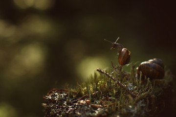 A small snail climbed a vertical twig in a dark forest and looks away