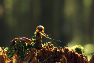 Wall Mural - Two snails creep along the broken red stump with the morning forest, are illuminated by the sun's rays