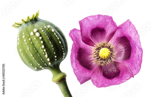 Opium  - latex flows from immature macadamia (Poppy seed - Papaver somniferum)