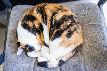 Closeup Of Calico Cat Sleeping Lying Curled Up In Chair With Tail Around Body And Shedding Hair