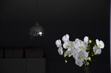 Fototapeta Storczyk - piękny biały storczyk w pokoju 