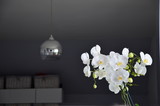 Fototapeta Storczyk - piękny biały storczyk w pokoju 