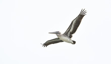 Brown Pelican (Pelecanus Occidentalis) Flying Overhead In Bright Sky Along Coastal Waters In Panama.