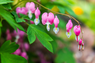 Wall Mural - Macro closeup of bleeding heart flowers showing detail and texture