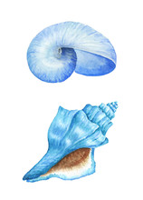 Blue Sea Shells. Watercolor Illustration