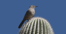 Curved Bill Thrasher On Saguaro Under Clear Blue Skies