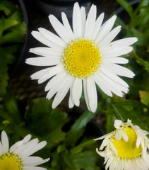 White Flower 2