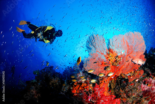 Dekoracja na wymiar  pletwonurek-z-niesamowitym-fanem-morza-we-wspanialym-podwodnym-swiecie