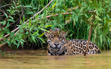 Jaguar wading in river- front on