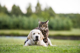 Fototapeta Zwierzęta - cat and dog friendship
