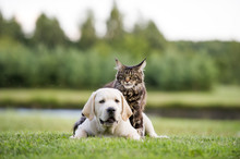 Cat And Dog Friendship
