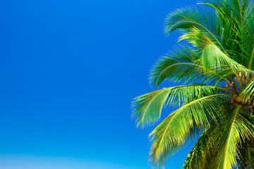 Palm trees against blue sky