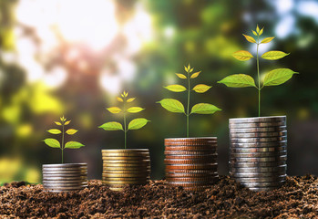 money growht in soil and tree concept , business success finance with sunshine in nature