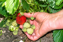 Field With Strawberry Harvest, Hands Picking Strawberries From Plants With Ripe Fruits, Organic Farming Concept