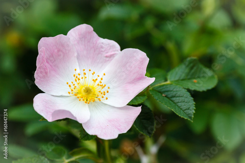 Fotografía Flor de Escaramujo, Rosal Silvestre. Rosa canina.