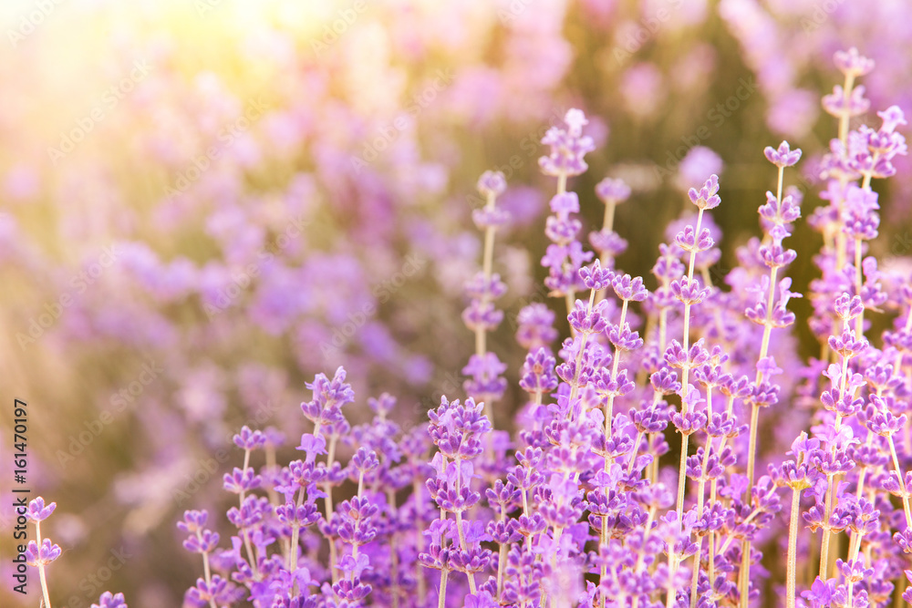 Lavender bushes closeup on evening light. Blooming bush of lavender closeup. Provence region of france. - obrazy, fototapety, plakaty 