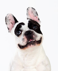 Wall Mural - Portrait in Studio of a cute bulldog