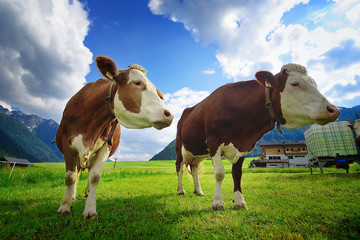 Poster - Cows on the grassy alpine meadow