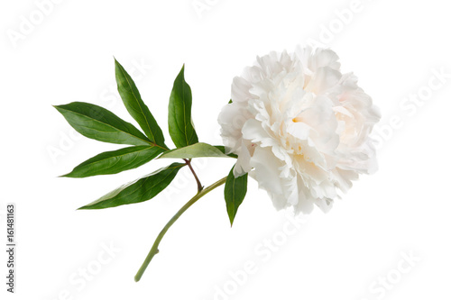 Delicate peony isolated on white background Canvas Print