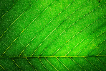 Poster - The texture of a green leaf is macro with a beautiful symmetrical pattern of veins.