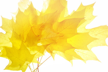 Poster - Beautiful bright golden orange autumn background with leaves isolated on white background. Bouquet of yellow autumn leaves close-up.