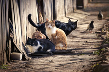 A Group Of Homeless Cats On The City Street Hunts Pigeons. A Red Cat Looks Smart.