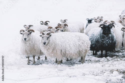 Fotografie, Obraz Icelandic sheep roaming in the winter snowy field,beyond their season