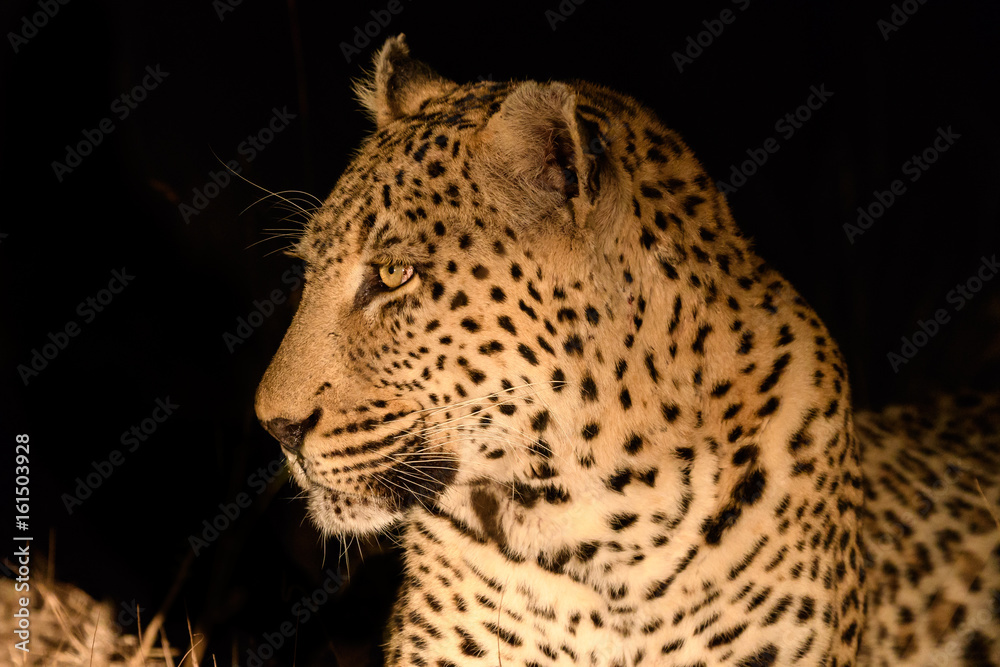 Animals in Djuma Sabi Sands South Africa
