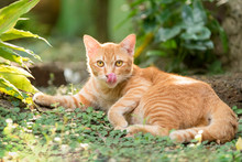 Cute Orange Cat In The Garden And Good Mood Fresh At Sunset.