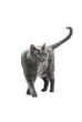 Beautiful gray cat of the breed Russian blue beautifully goes to the side. Background is isolated.