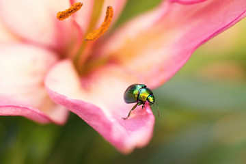 Wall Mural - Colored beetle (Linaeidea aenea) resting on a flower