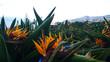 Jardim Botanico da Madeira in Funchal