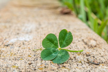 Horizontal Closeup Photo Of A Green Four Leaf Clover On A Cement Curb With Blades Of Grass In Soft Focus In The Background