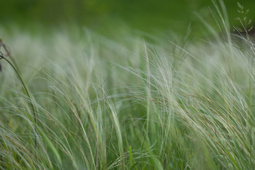 Summer landscape, field of feather grass under the blue sky.