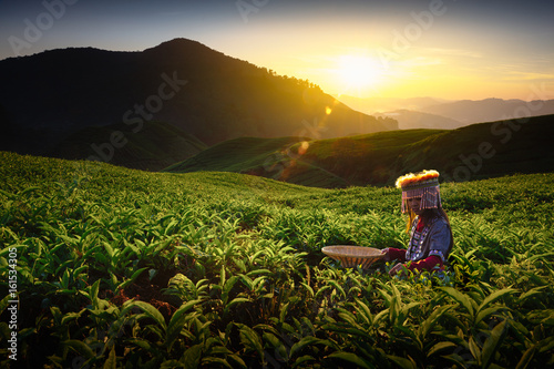 Cuadros en Lienzo Sunrise over Sungai Palas tea plantation in Cameron Highlands with child girl tr