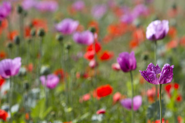 Poster - Blumenwiese