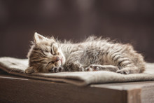 Little Kitten Sleeping On A Blanket