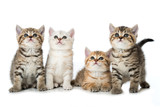 Fototapeta Koty - Vier britisch Kurzhaar Kätzchen