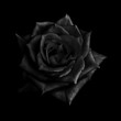 Leinwandbild Motiv Black rose isolated on black  background