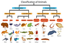 Education Chart Of Biology For Classification Of Animals Diagram