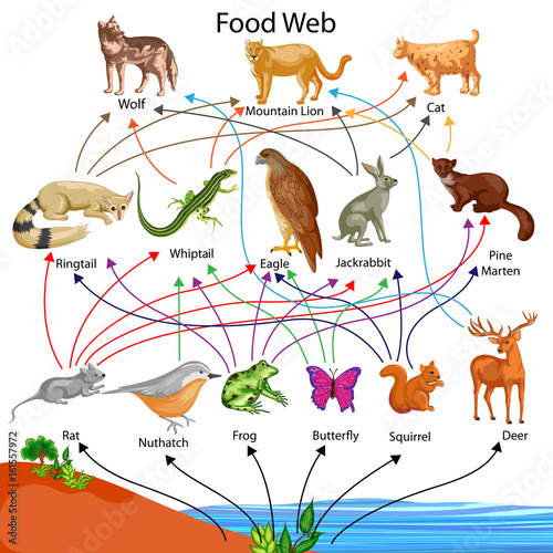 food web simple definition biology